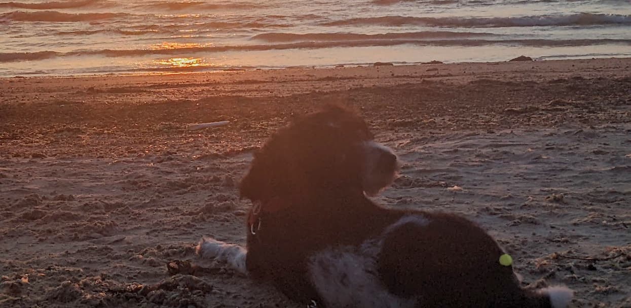 Dogs are welcome at Colwell Bay